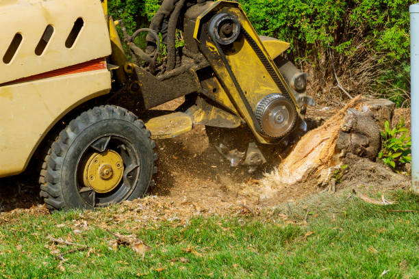 Dead Tree Removal in Long Beach, WA